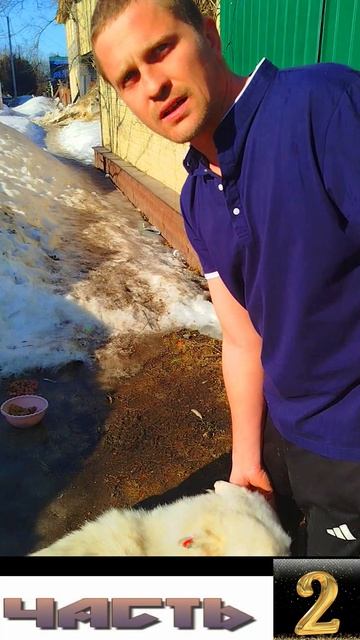 Собаку Хаски не Дают Забрать Жильцы 2