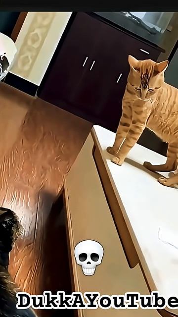 Cat's Can't Be Dramatic #cats #cat #catshorts #catvideos