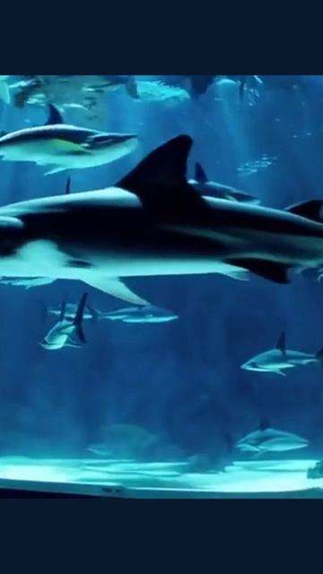 #аквариум #жизньваквариуме #водныерастения #уходзааквариумом #рыбы