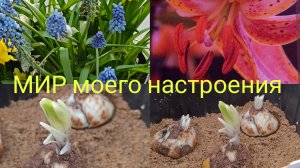 12.04.26 Сажаю Лилии , варианты сочетания сортов