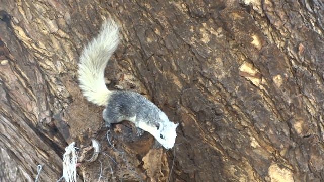 Squirrel on the hotel's Cosy Beach