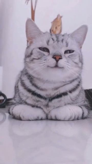 Cat can also smile