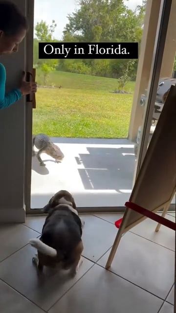 Ох уж эти псы) Подписываемся:)