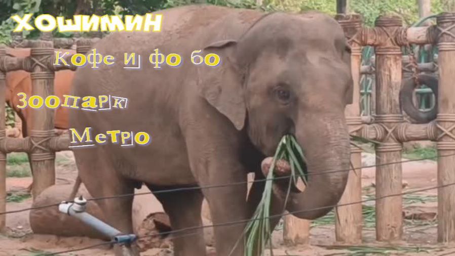 Хошимин, яичный кофе и фо бо, зоопарк и ботанический сад, новое метро.