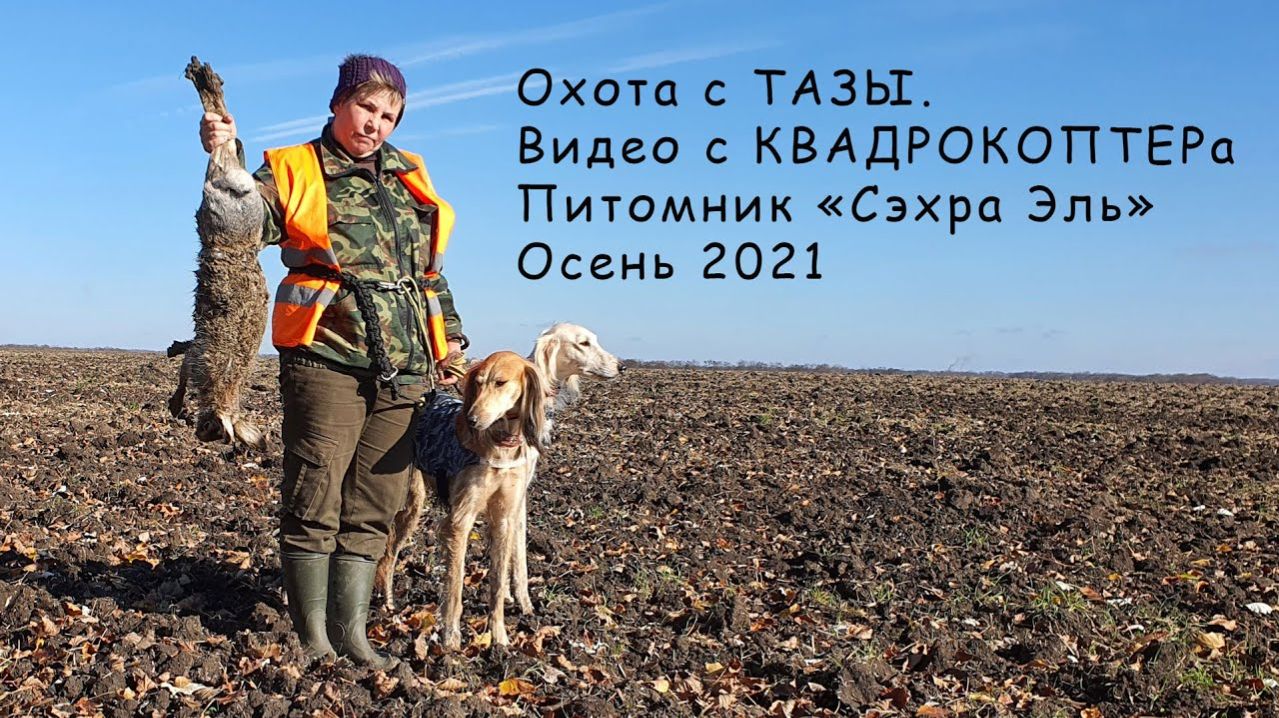 Борзые Тазы. Работа в паре. Видео с КВАДРОКОПТЕРА. Питомник Сэхра Эль.