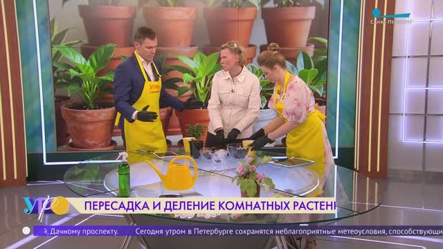 Пересадка и деление комнатных растений весной