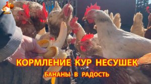 Кормление кур бананом в радость несушкам