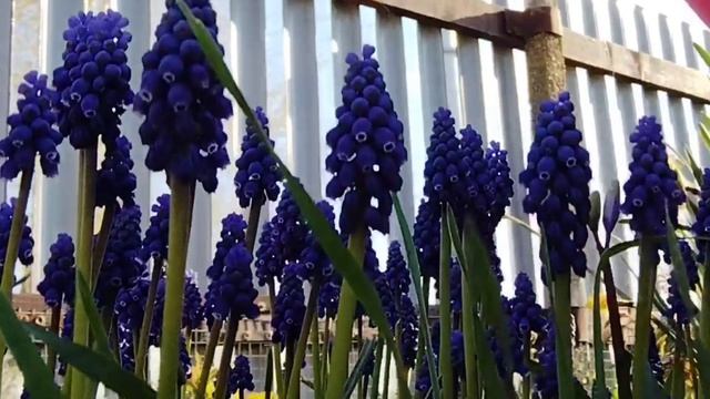 Мускари:сиреневое море весны и прогулка