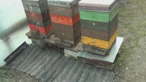 Радость  для пчёл