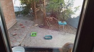 кормим белок