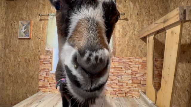 Дойка в Ильинском Подворье / Опять готовлю брынзу