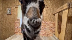 Дойка в Ильинском Подворье / Опять готовлю брынзу