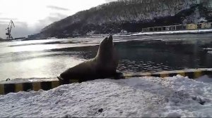 🦭Камчатский сивучи, в Морском порту на
Камчатке 🤩🤩