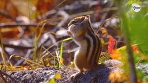 Наша Сибирь 4К: Бурундук