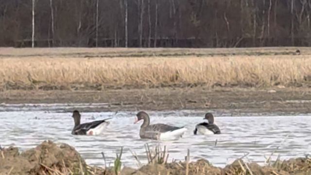 Пара белолобых гусей подсели к плавающим чучела NorthWay и спокойно среди них плавали