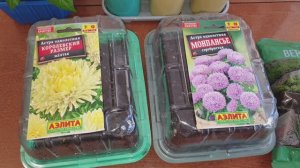 Астра. Всхожесть взрывная по этому методу. Открытый способ.