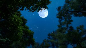 Сверчки и совы в лунную ночь. 🌕 Умиротворяющая атмосфера природы для глубокого сна и релаксации.