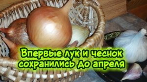 Впервые лук и чеснок сохранились до апреля
