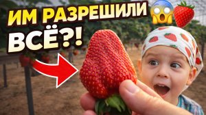 Такого мы не ожидали! Сбор клубники в теплице🍓