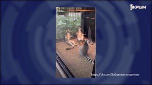 КЛУБ ШИКО. Выставка собак. 11.04.2026