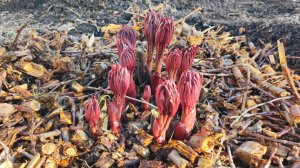 Первая подкормка пионов.