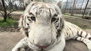 ЭТО ЧУДО! Белые тигры под белыми цветами❤️