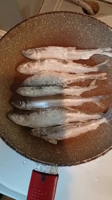 Ленинградская Корюшка 14.04.26