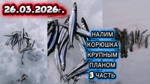 КОРЮШКА.ВЫХОД ЗА КОРЮШКОЙ. ПРОВЕРКА ЖЕРЛИЦЫ НА НАЛИМА. КРУПНЫМ ПЛАНОМ!ЧАСТЬ 3. #рыбалка #корюшка