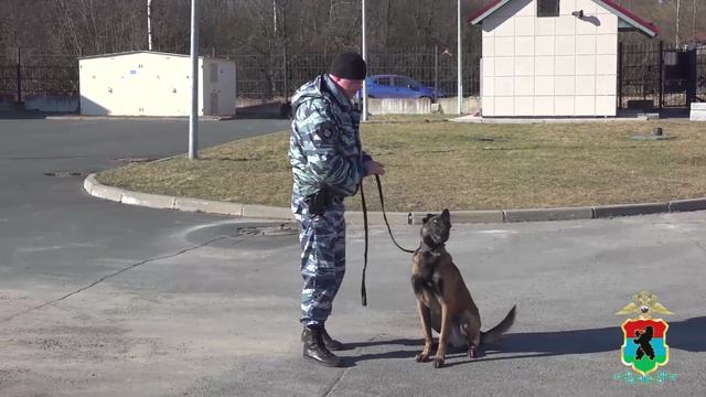 В Петрозаводске полицейский-кинолог по горячим следам задержал подозреваемого в грабеже