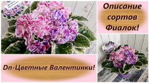 Описание сортов Фиалок! Dn-Цветные Валентинки!