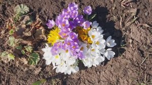 ✅️Во саду ли , в огороде бегала Люсинда! Разборки в саду.