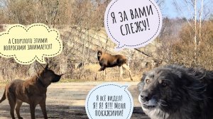 Лоси берут нас в кольцо! Фазаны в сговоре с лосями? Что знают собака Радик и кошка Морошка?