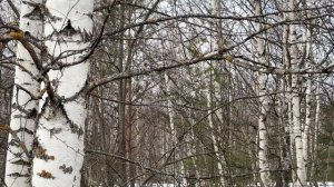 В Нижегородской области продолжается сезон сбора берёзового сока