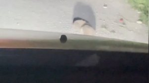 Дагестанские Ежики