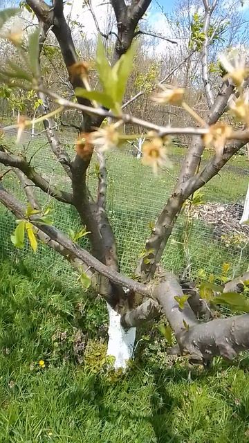 Сады цветут