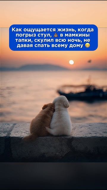 Собачья жизнь мечты