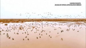 🐦Рекорд в Синьцзяне: более 370 тысяч зимующих птиц