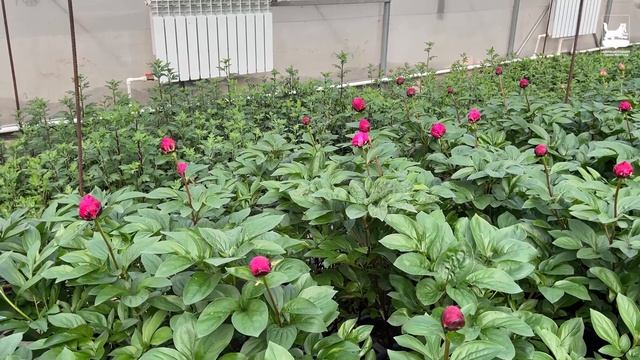 В иркутском «Горзеленхозе» впервые вырастили пионы