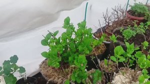 14 апреля. Начала выносить растения в теплицу. Крупнолистные гортензии и другие цветы.