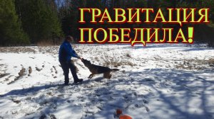 Как НЕ надо гулять с собакой.