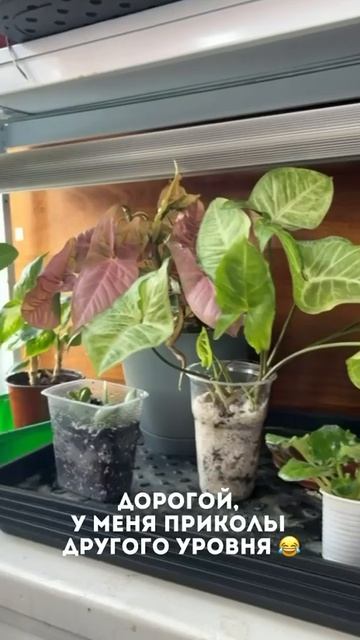 А у вас какие приколы?