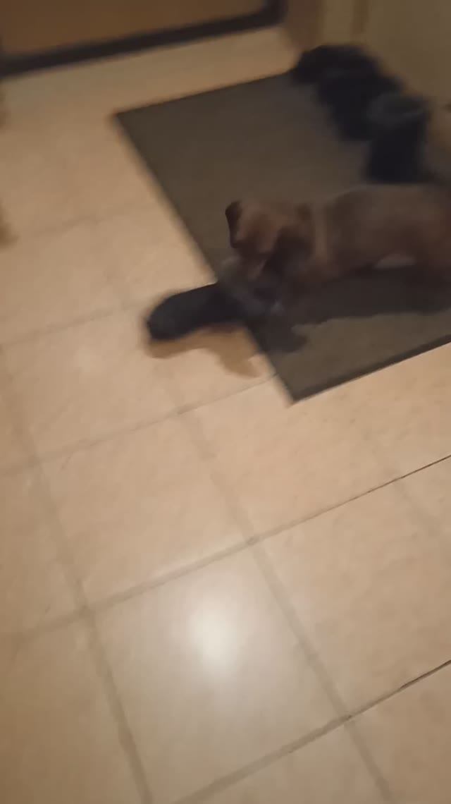 Такса Алиса знает когда убирать сапоги