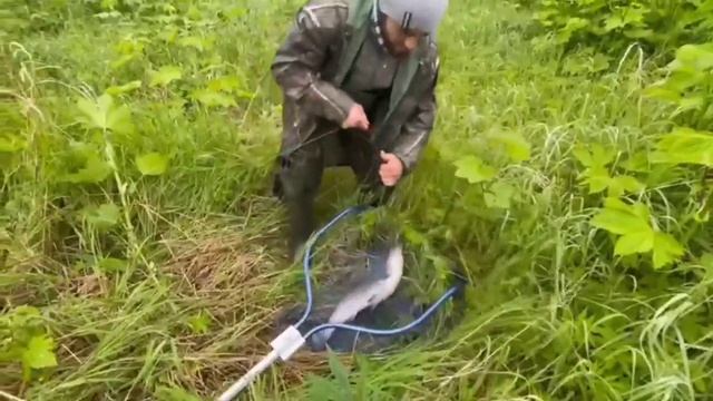 Чавыча на   быстро- тонущий воблер 110 мм (36 гр) №25 от Mr. Musurok 🔥