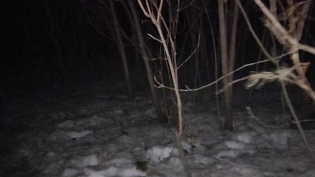 Ночной лес: экскурс в Хайдеггера - сущее и бытие, постав или ставленное (Gestell). Подлинное и нет