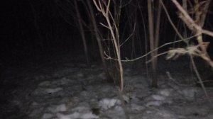 Ночной лес: экскурс в Хайдеггера - сущее и бытие, постав или ставленное (Gestell). Подлинное и нет