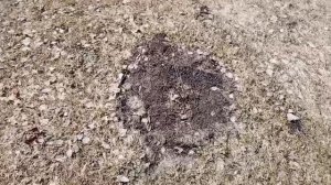 подготовка дров на зиму