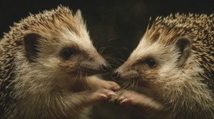 «Э, братва, завязывайте»: водитель в Дагестане разнимал дерущихся ежей