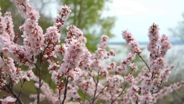 Музыкальное поздравление на Пасху