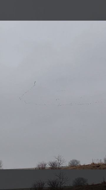 Весенний прилёт птиц