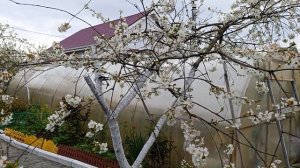 Курочки и котики